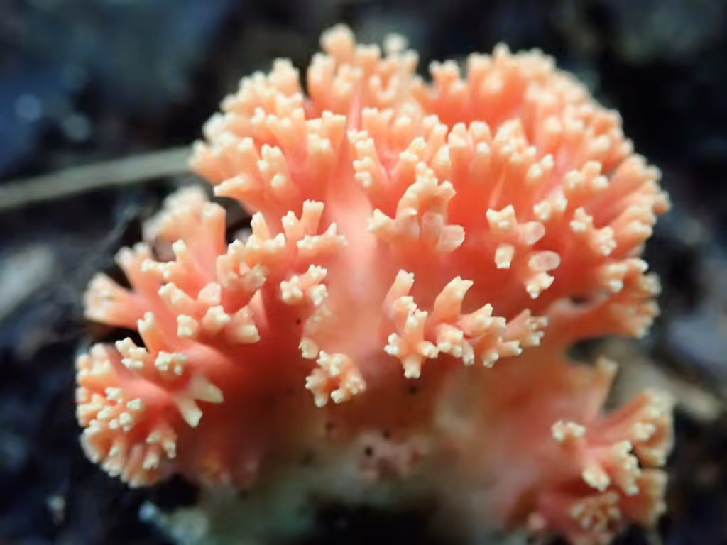 Clavaire rouge corail, photo 1 sur 5