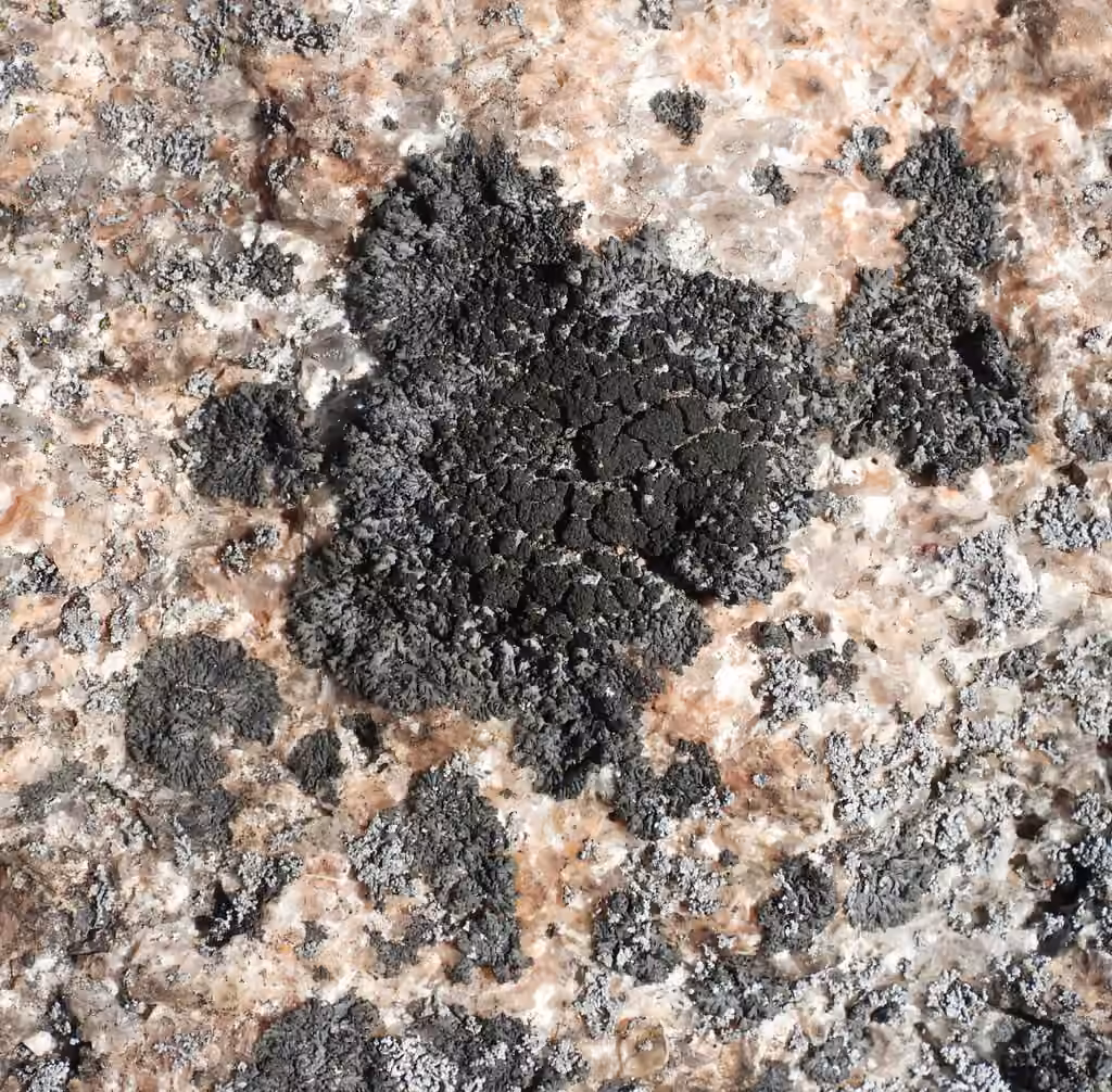 Phéophyscie ombragée
