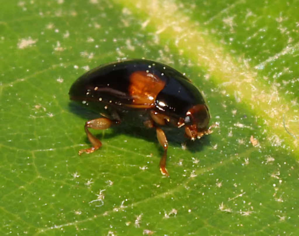 Caped pleasing fungus beetle, Adult