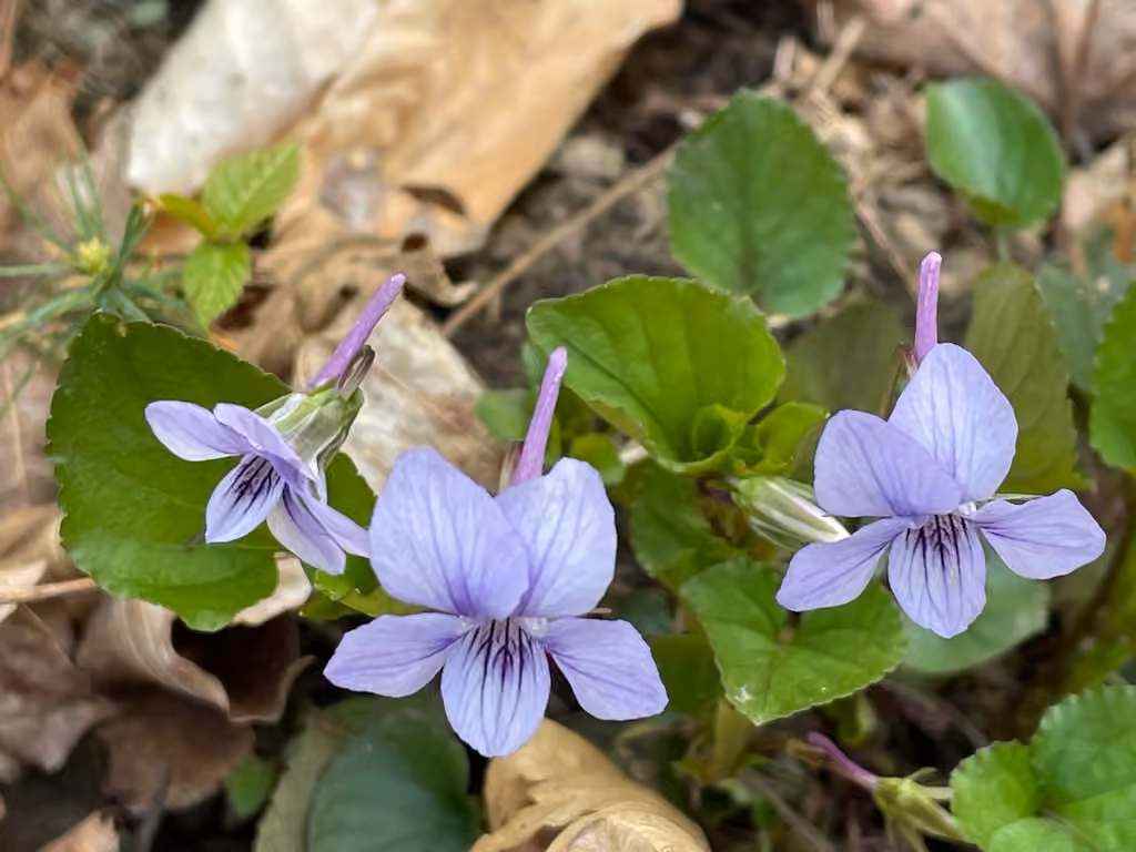 Violette rostrée, En boutons