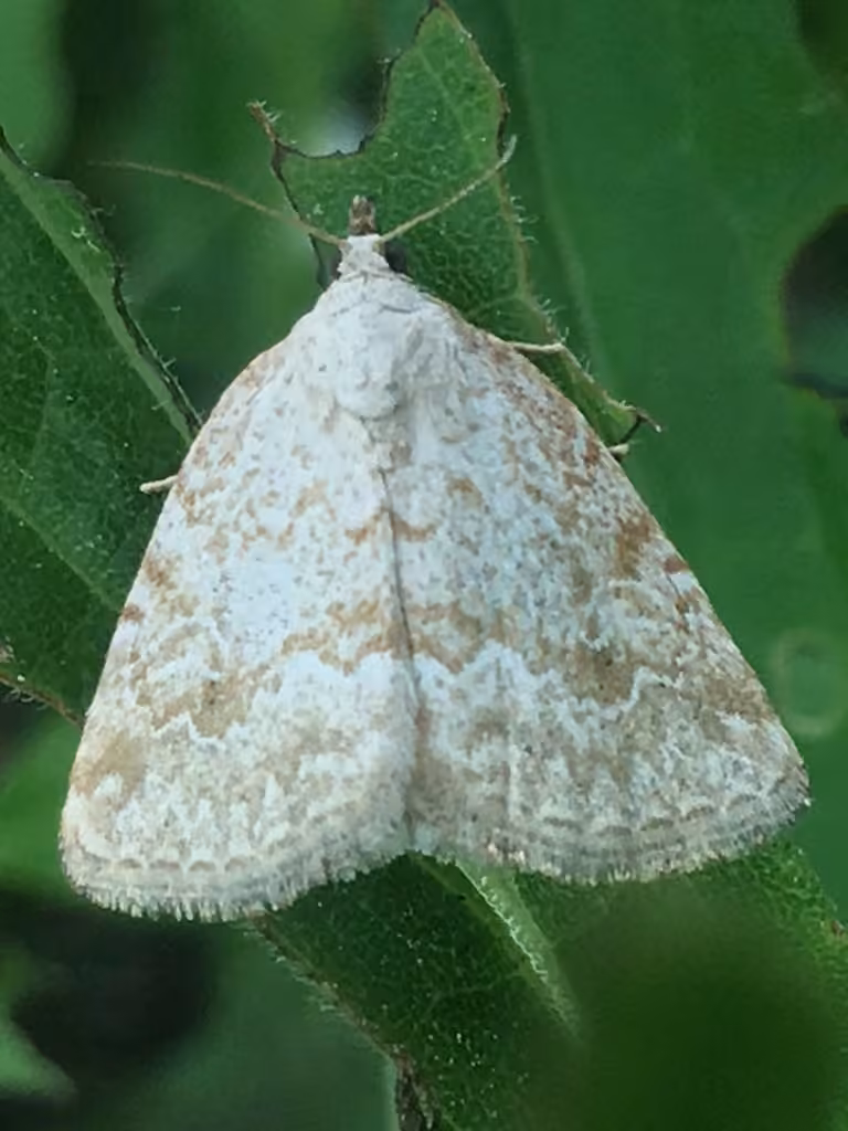 Pale Glyph, photo 1 sur 5