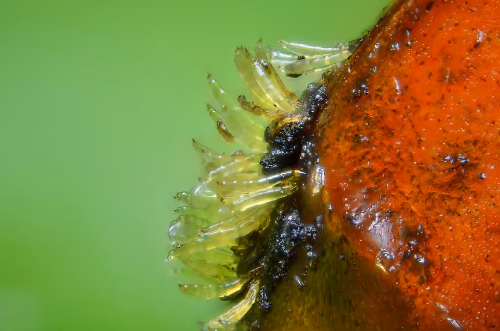 Hesperomyces harmoniae