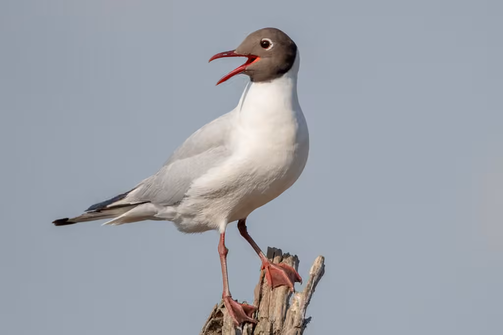Mouette rieuse, photo 1 sur 5