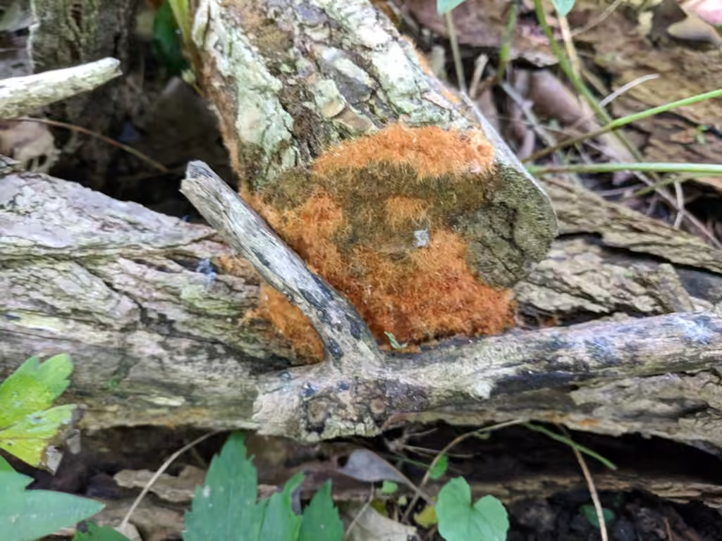 Coprin à feutre roux, photo 2 sur 5