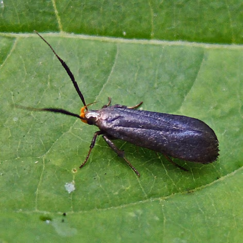 Little Devil Moth, photo 1 sur 5