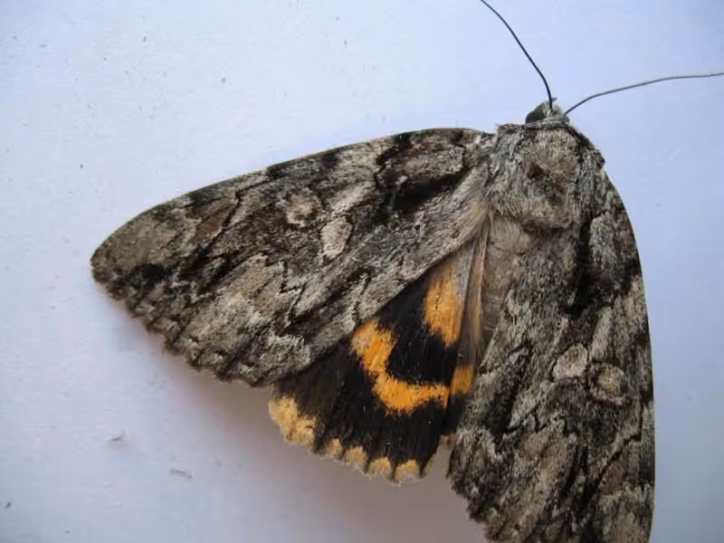 Likenée orangée du noyer, photo 3 sur 5