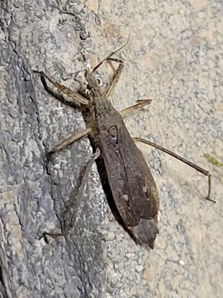 Pygolampis pectoralis, Adult