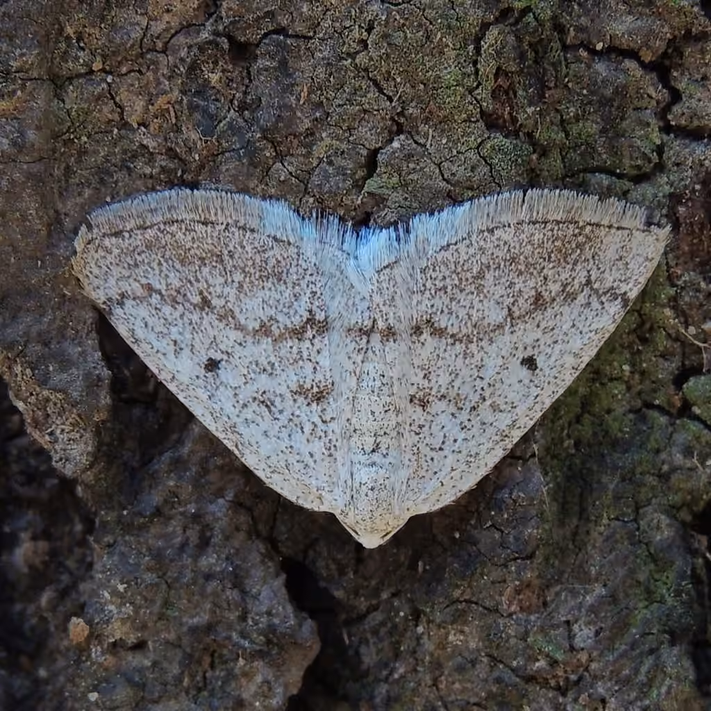 Gray Spring Moth, photo 3 of 5