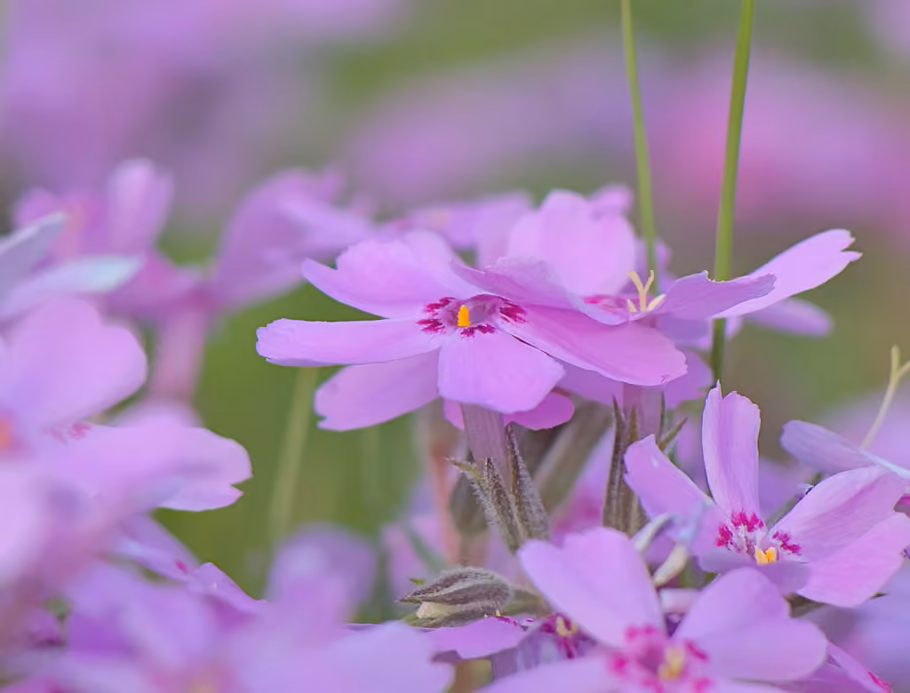Moss phlox, In flower
