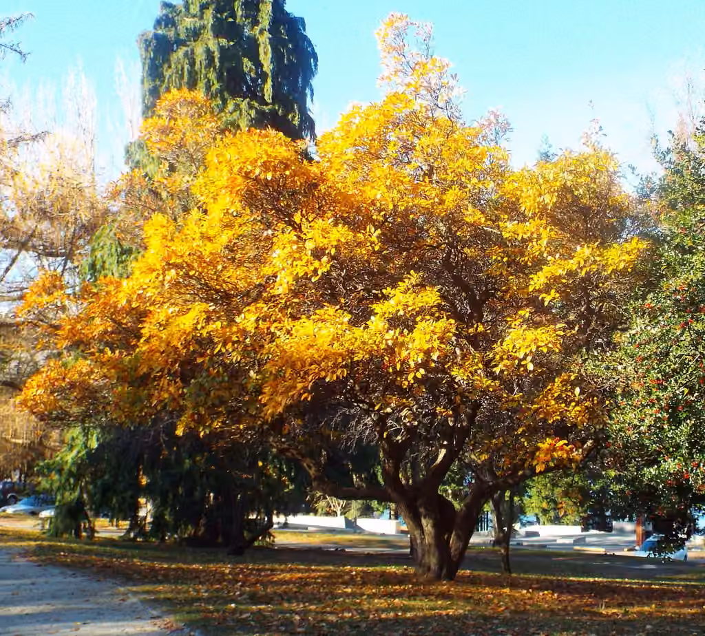 Aubépine à feuilles de prunier, photo 3 sur 5