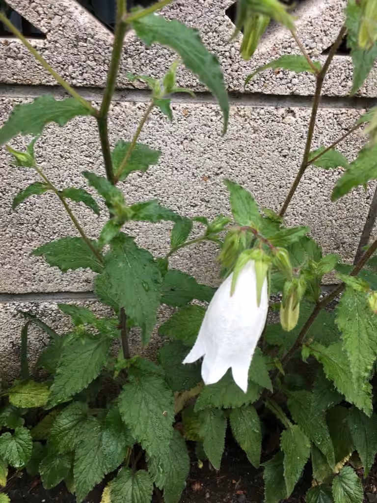 Spotted bellflower, In flower