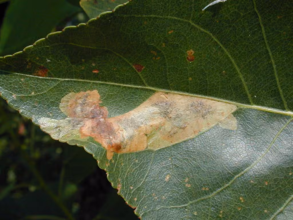 Cottonwood Leafminer, photo 3 of 5