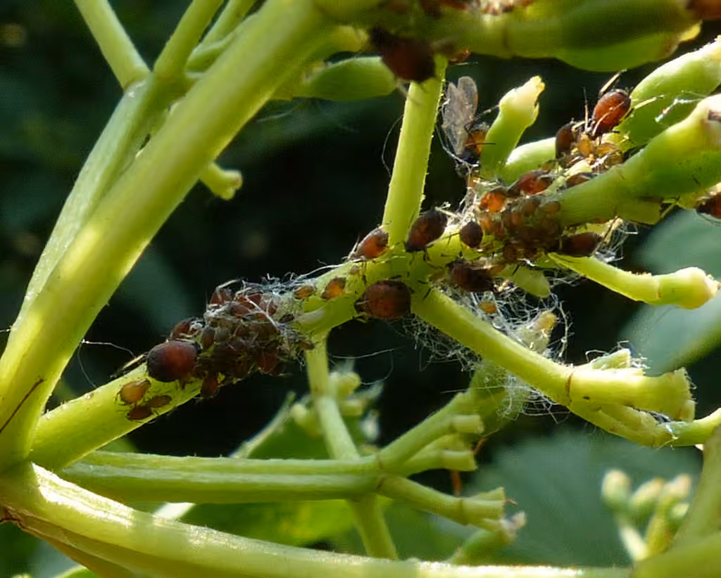 Viburnum aphid, photo 2 of 5