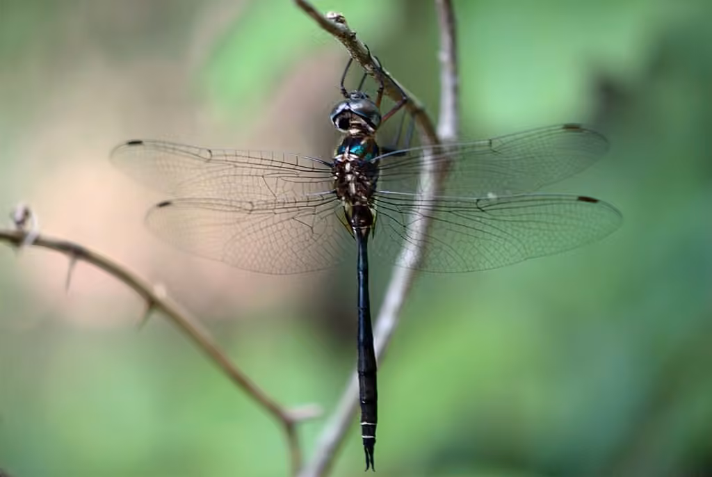 Fine-lined Emerald, photo 1 of 5