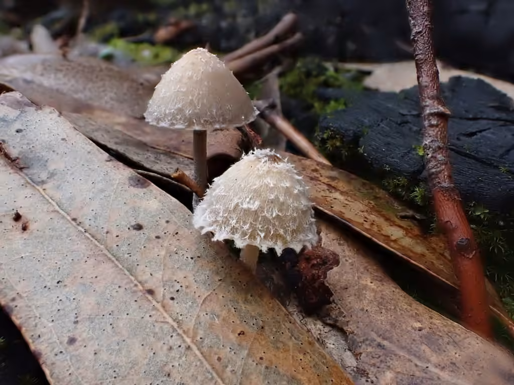 Psathyrelle des charbonnières, photo 3 sur 5