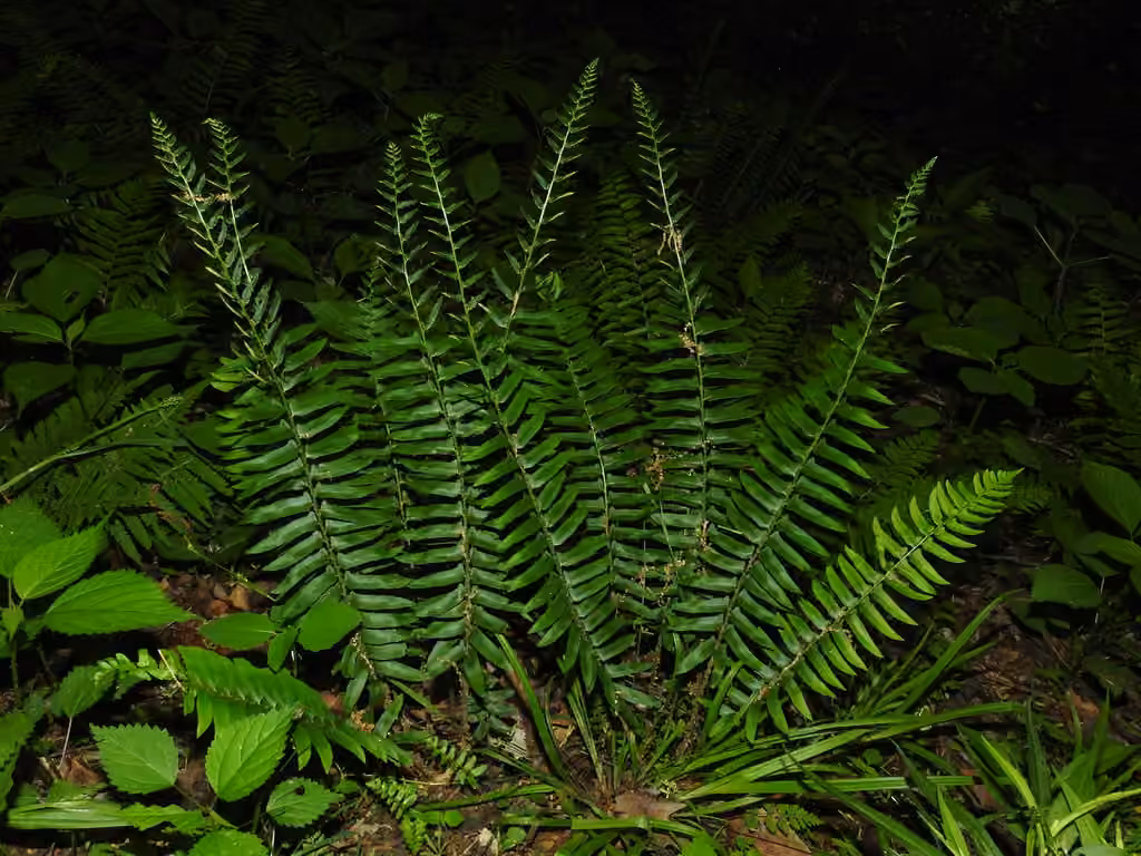 Christmas fern, photo 2 of 5