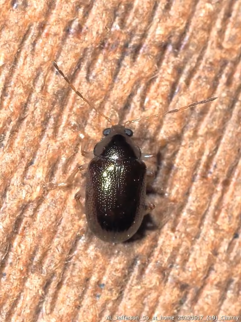 Fringed oval leaf beetle, photo 2 of 5