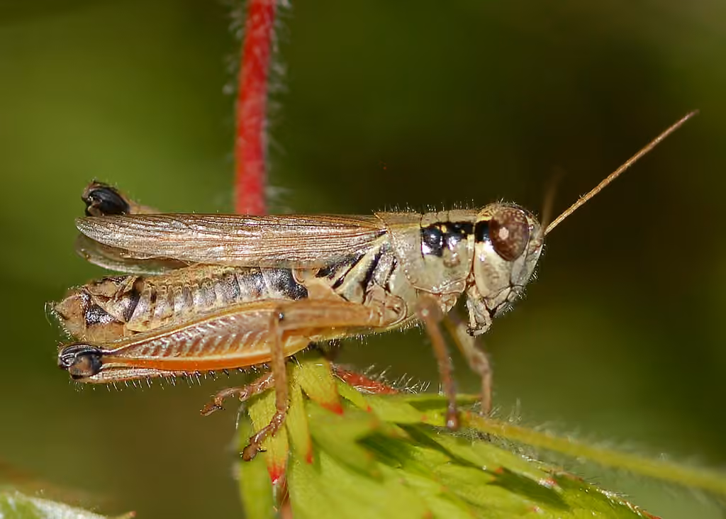 Northern Spur-throat Grasshopper, photo 1 of 5