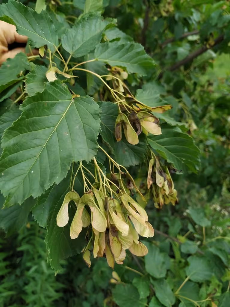 Tatarian maple, photo 3 of 5