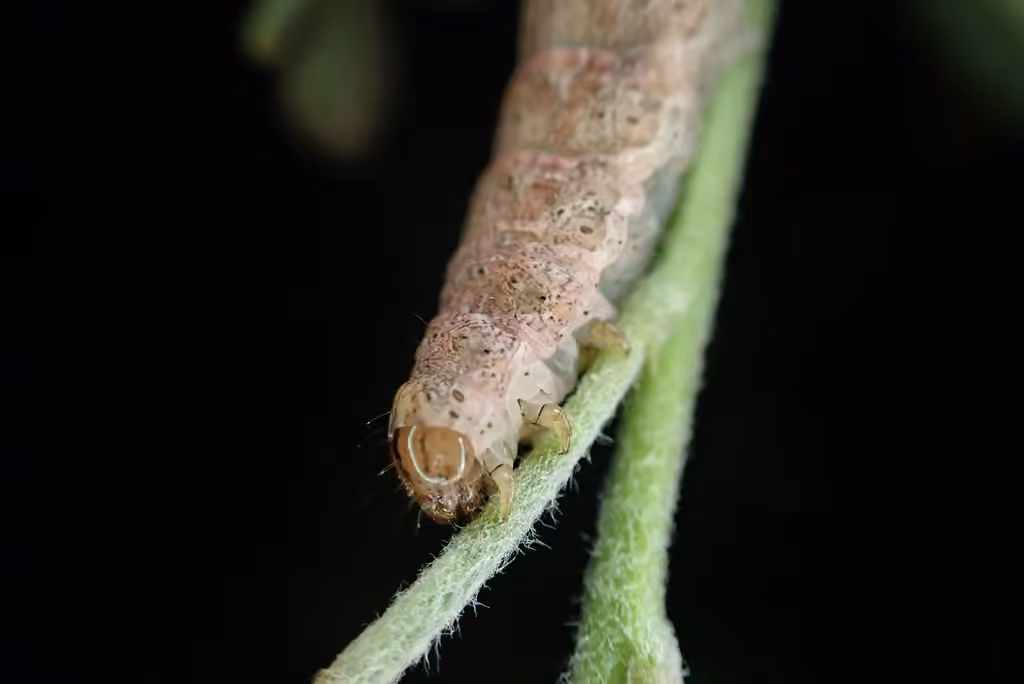 Smith's Dart, Chenille