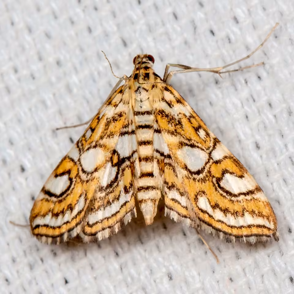 Nymphula Moth, photo 1 of 5