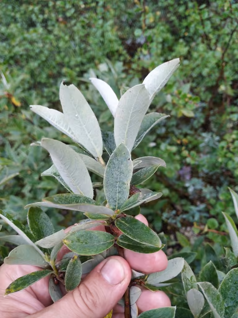 Grayleaf willow, photo 1 of 5