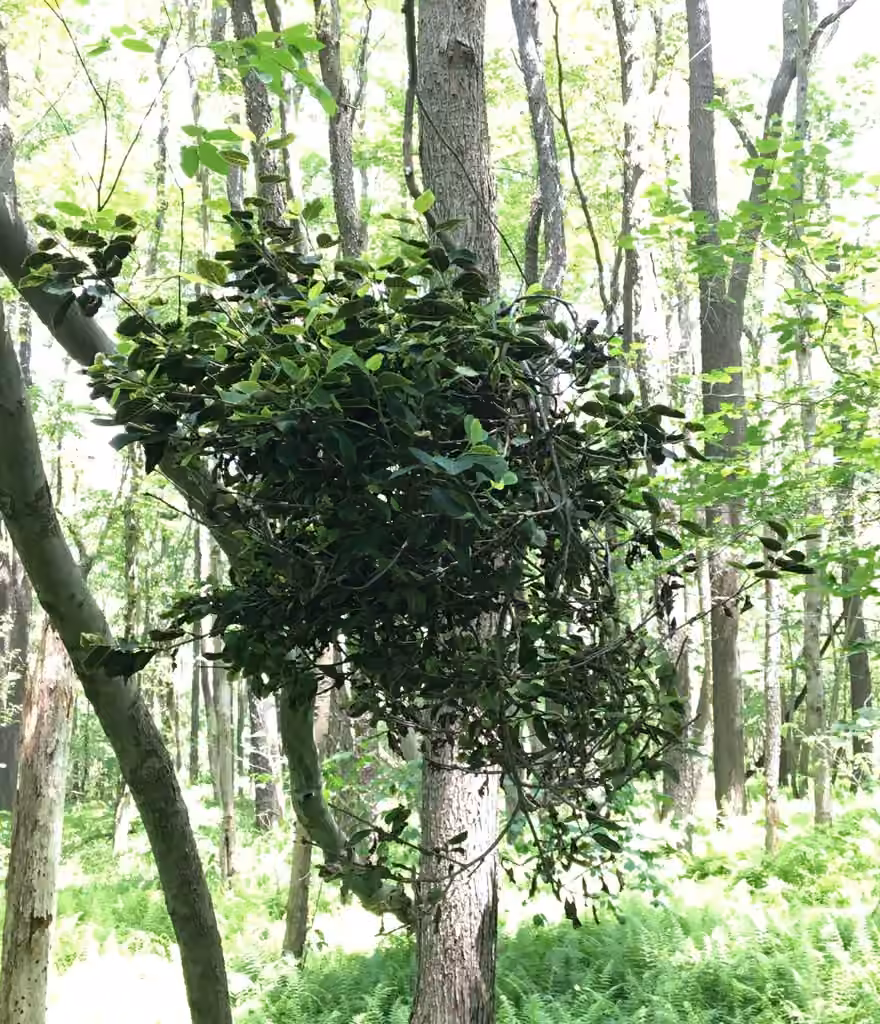 Black Leaf