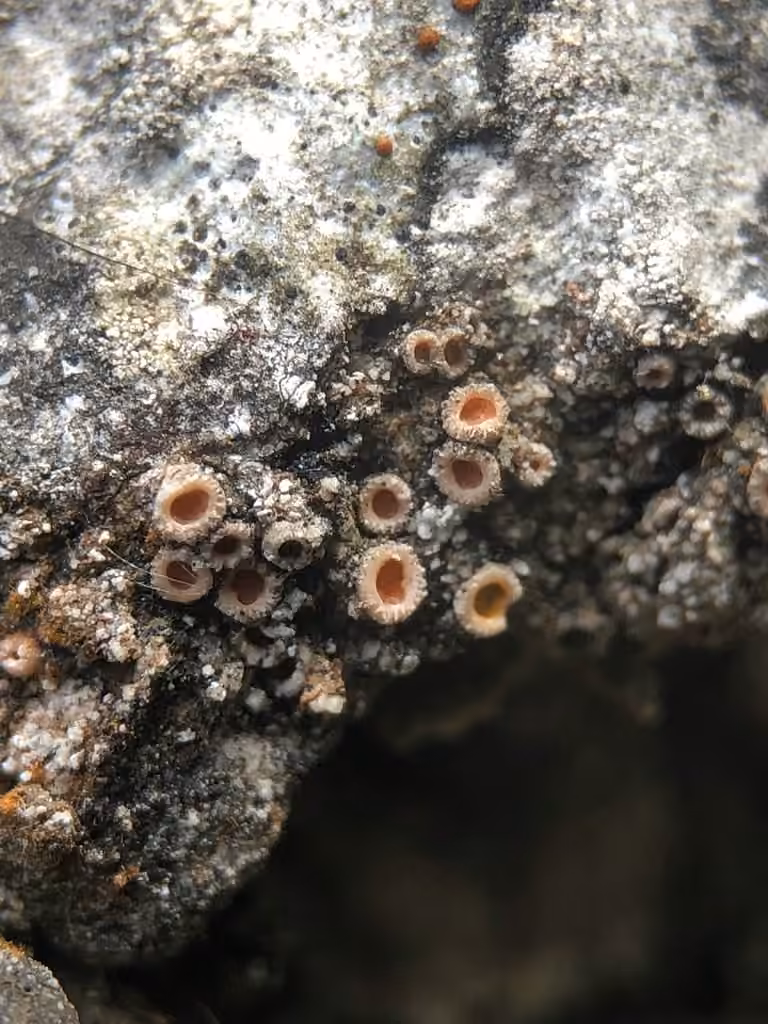Gyalecte à calice