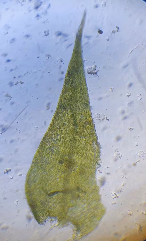 Willow Feather-moss, photo 2 of 5