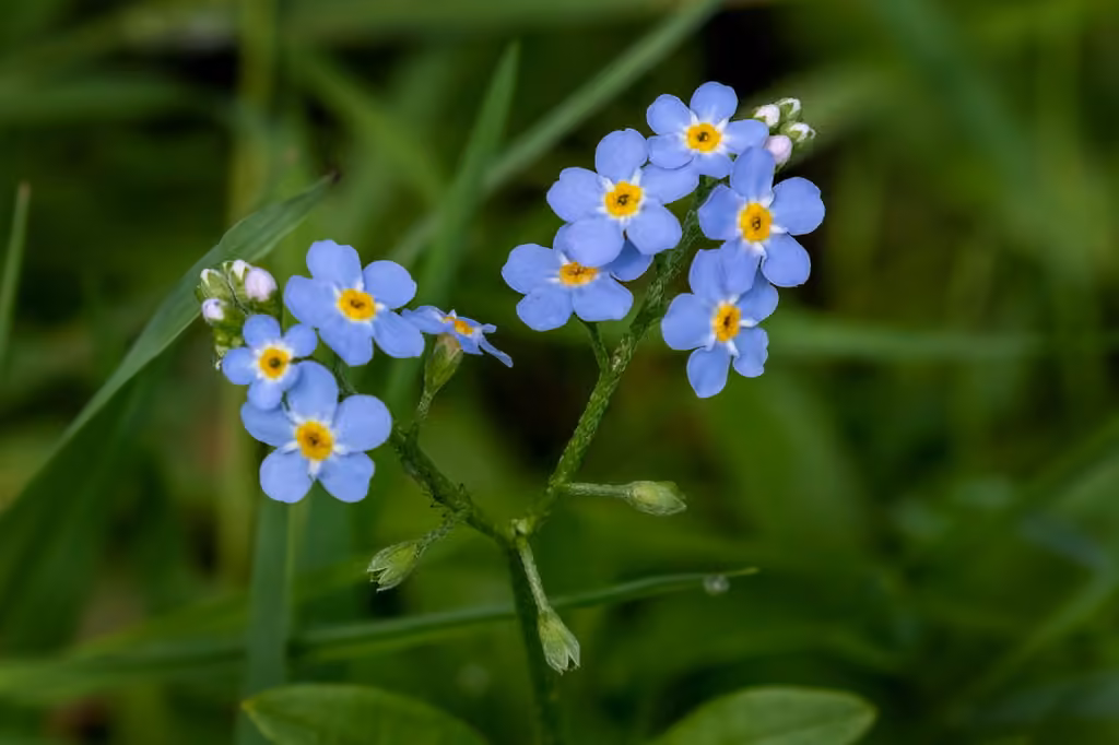 Myosotis scorpioïde