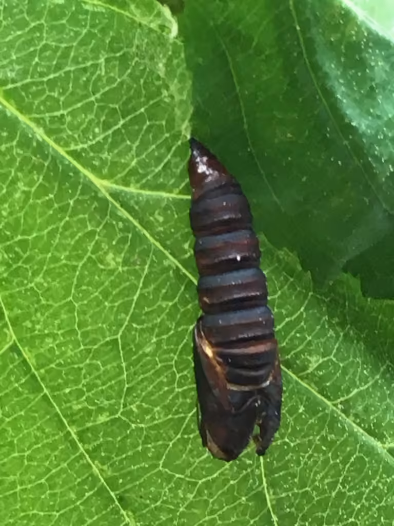 Oblique-banded Leafroller Moth, Pupa