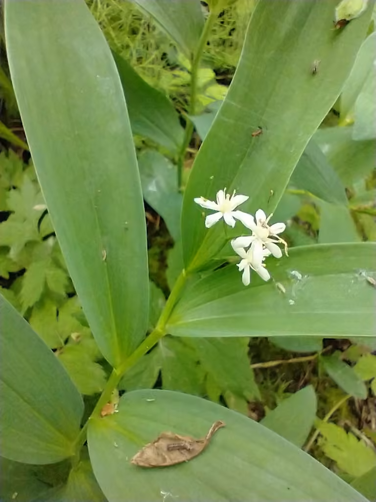 Little false Solomon's-seal, In flower