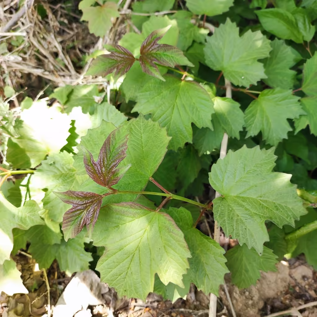 Asian Guelder Rose, photo 2 sur 5