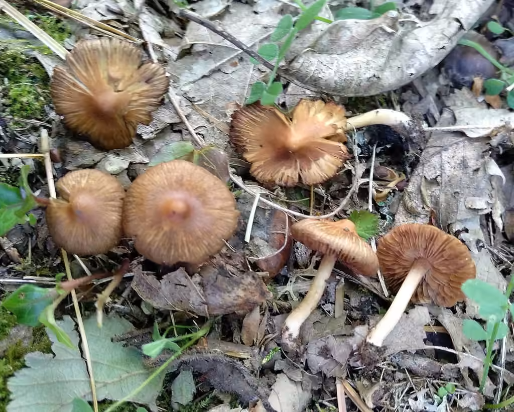 Inocybe brunâtre, photo 1 sur 5