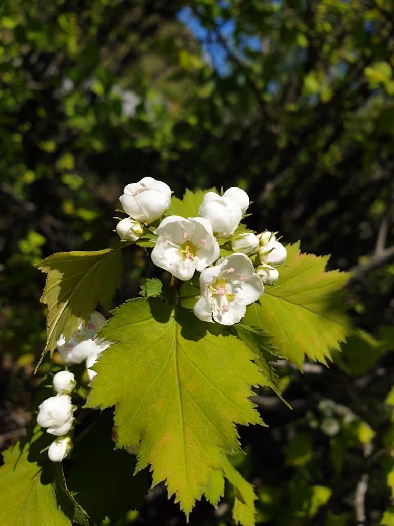 Fort Sheridan hawthorn, photo 1 of 5