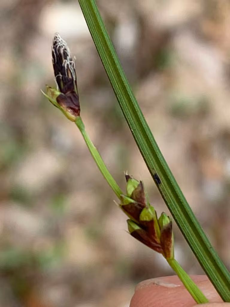 Carex pédonculé, En fleurs
