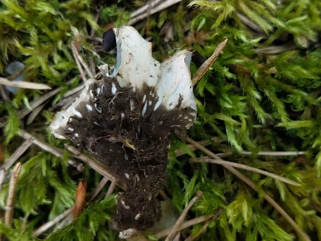 Necker's felt lichen, photo 2 of 5