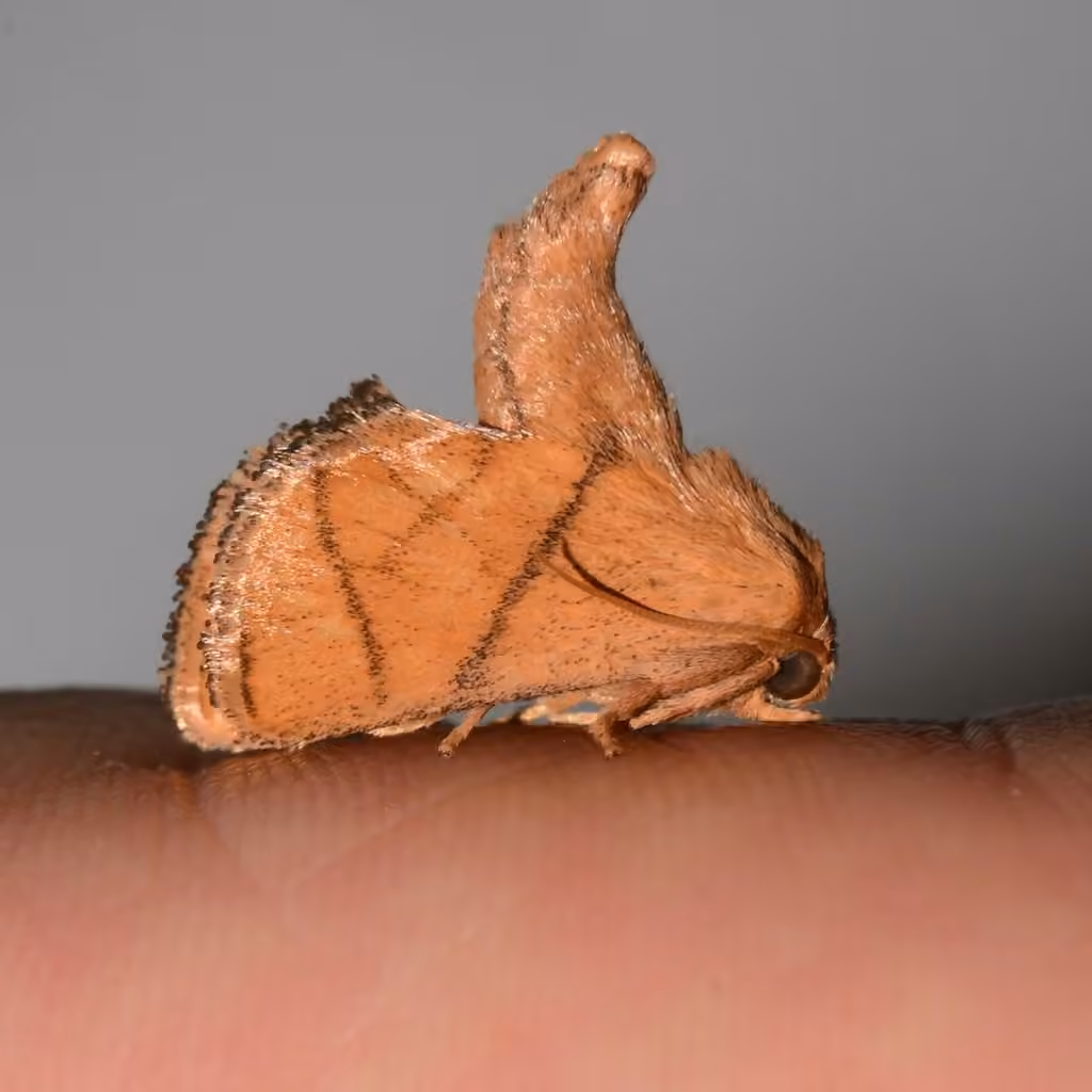 Yellow-collared Slug Moth, Mâle adulte