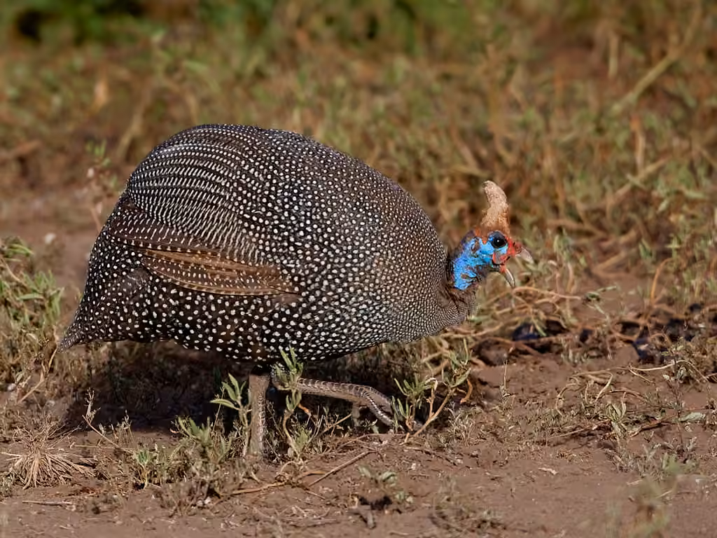 Pintade de Numidie