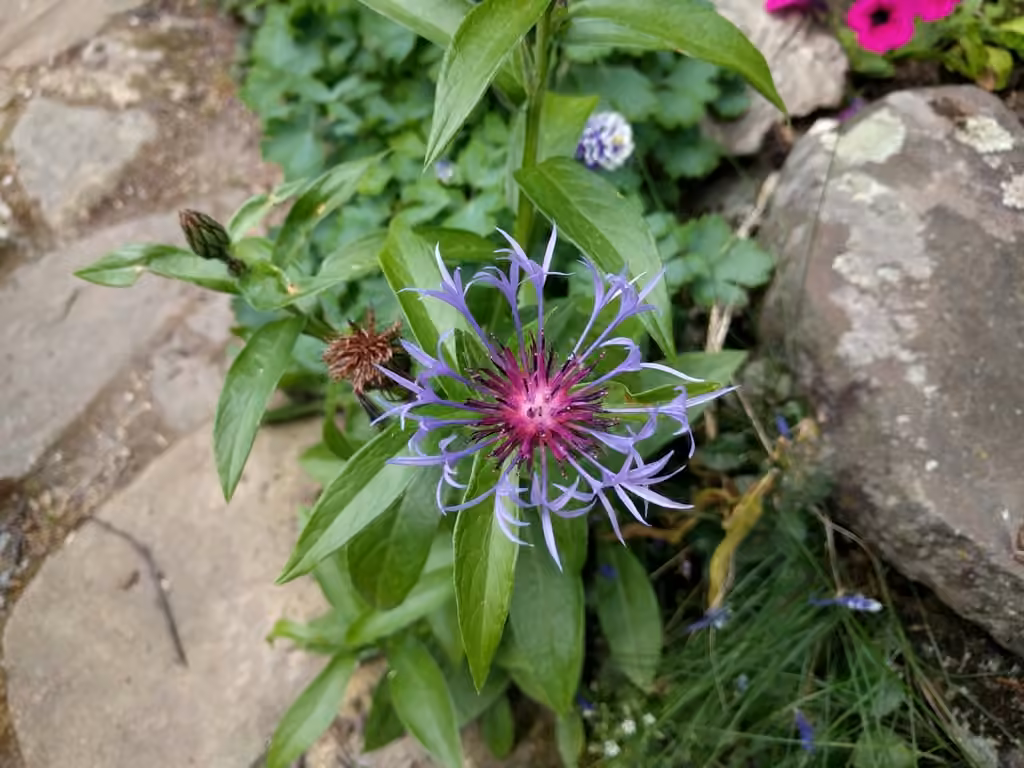 Centaurée des montagnes, En fleurs