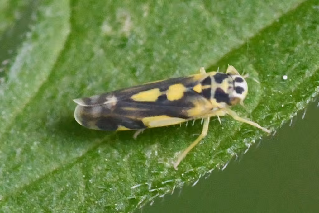Potato Leafhopper, photo 3 sur 5