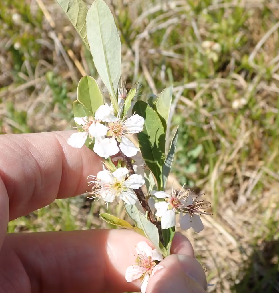 Cerisier de la Susquehanna, En fleurs