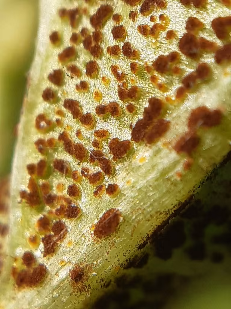 Thistle rust, photo 3 sur 5