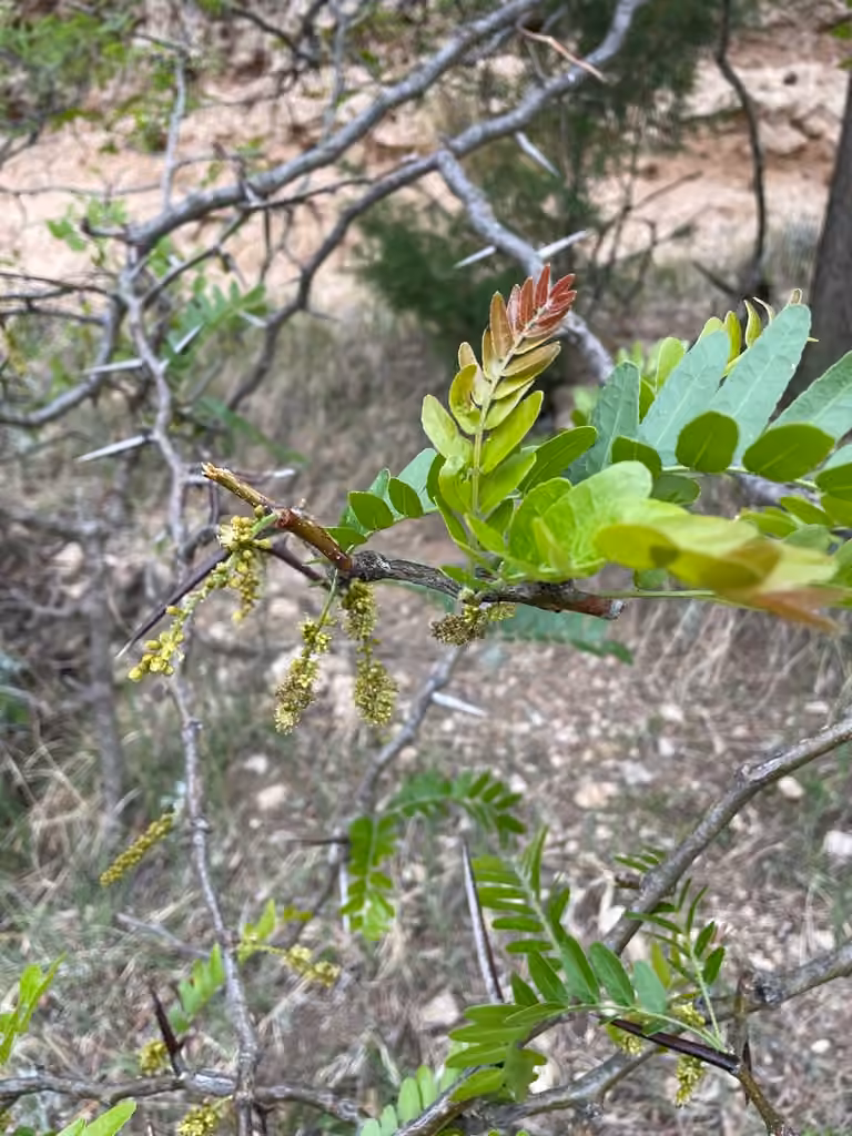Févier épineux, En fleurs