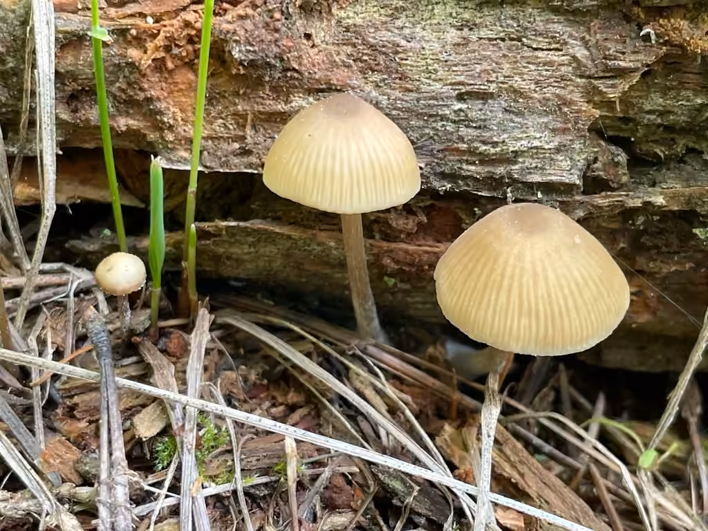 Entolome ocellé, photo 3 sur 5