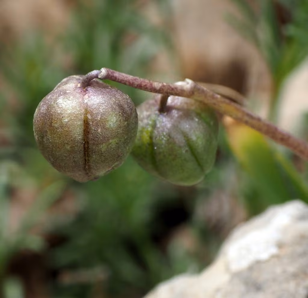 Jacinthe, En fruits