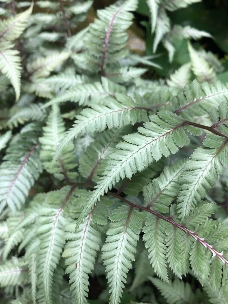 Oriental Ladyfern, photo 2 of 5