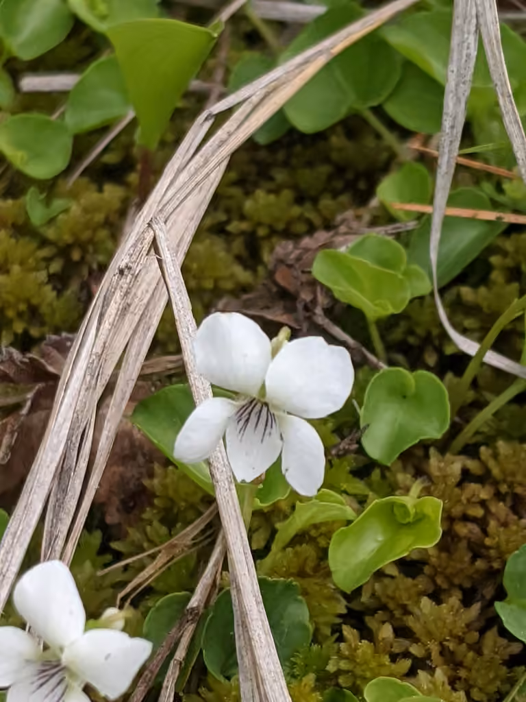 Northern white violet, In flower