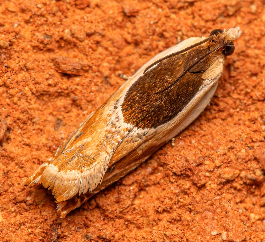 Oak Leaffolder Moth, Adult