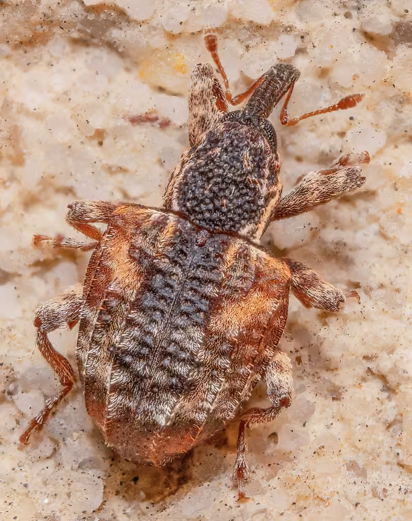 Cambium Curculio, photo 2 of 5